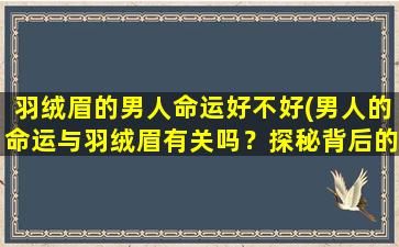 羽绒眉的男人命运好不好(男人的命运与羽绒眉有关吗？探秘背后的秘密)