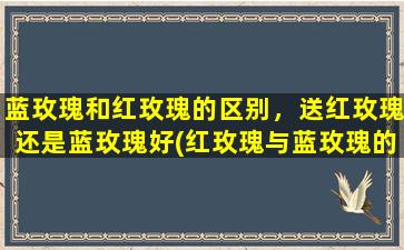 蓝玫瑰和红玫瑰的区别，送红玫瑰还是蓝玫瑰好(红玫瑰与蓝玫瑰的区别，你会更喜欢哪一种？)