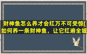 财神鱼怎么养才会红万不可受惊(如何养一条财神鱼，让它红遍全城？注意万不可受惊！)