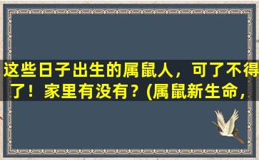 这些日子出生的属鼠人，可了不得了！家里有没有？(属鼠新生命，家庭喜庆迎接！)