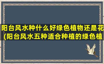 阳台风水种什么好绿色植物还是花(阳台风水五种适合种植的绿色植物及花卉推荐)