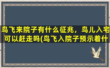 鸟飞来院子有什么征兆，鸟儿入宅可以赶走吗(鸟飞入院子预示着什么，怎样赶走进屋的鸟儿)