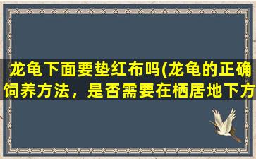 龙龟下面要垫红布吗(龙龟的正确饲养方法，是否需要在栖居地下方垫红布？)